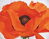 Red Canvas Paintings - Red Poppy
